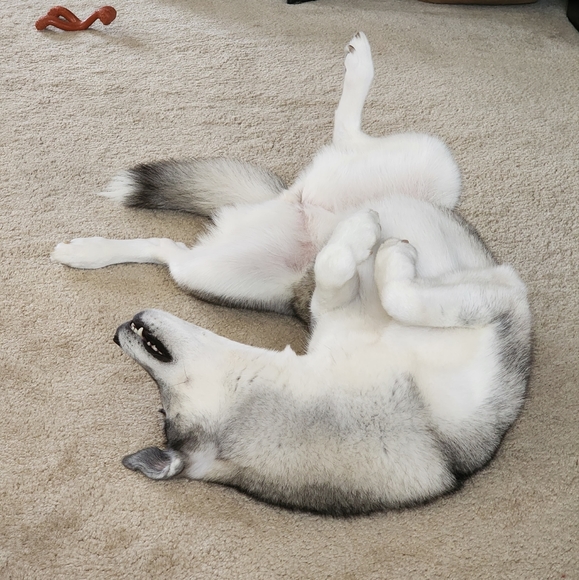 Meet your Posher, Grace - Picture 1 of 1